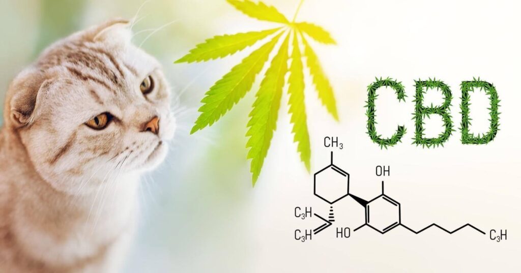 Cats and CBD